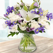 Purple Splash